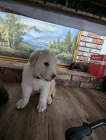 Snoopy, a male Great Pyrenees and Central Asian Shepherd for sale in Rio Linda, CA – 5 of 10