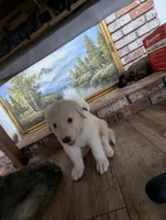 Snoopy, a male Great Pyrenees and Central Asian Shepherd for sale in Rio Linda, CA – 3 of 10