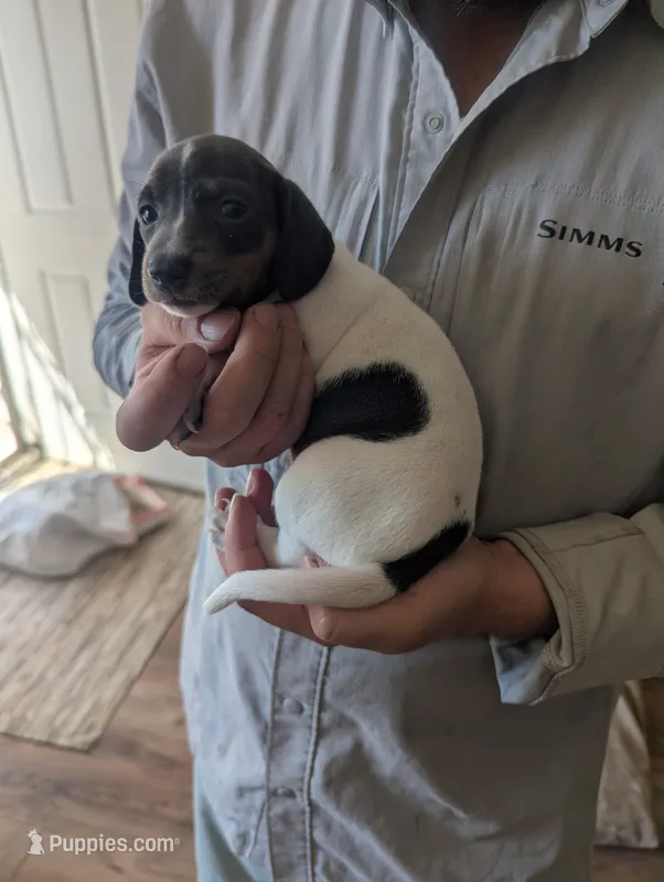 Marley  – Miniature Dachshund puppy on hold in Rio Linda, CA