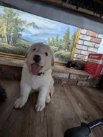 Snoopy, a male Great Pyrenees and Central Asian Shepherd for sale in Rio Linda, CA – 7 of 10