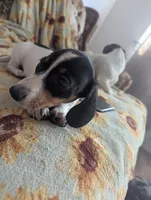 Gracie, a female Miniature Dachshund for sale in Rio Linda, CA – 3 of 7