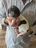 Marley , a female Miniature Dachshund for sale in Rio Linda, CA – 2 of 3