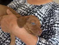 Clara, a female Miniature Dachshund for sale in Rio Linda, CA – 5 of 7