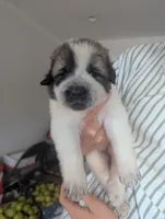 Zoro, a male Great Pyrenees and Central Asian Shepherd for sale in Rio Linda, CA – 2 of 6