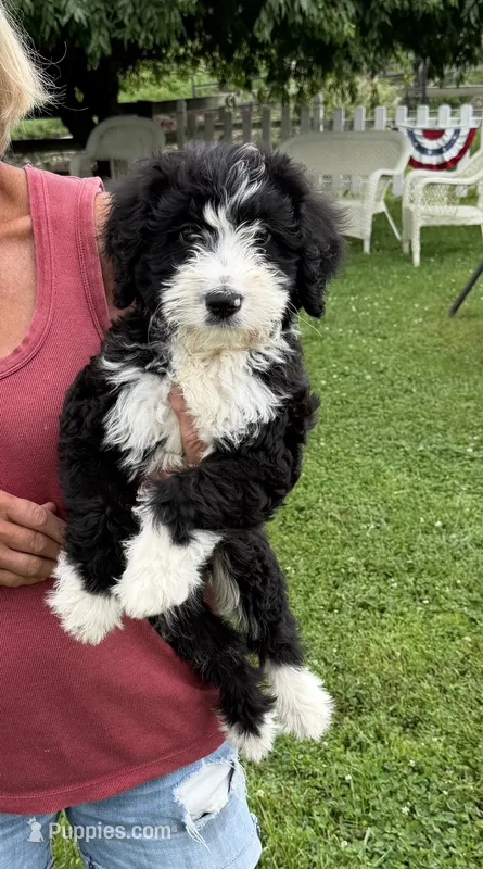 Male – Bernedoodle puppy for sale in Spencer, IN