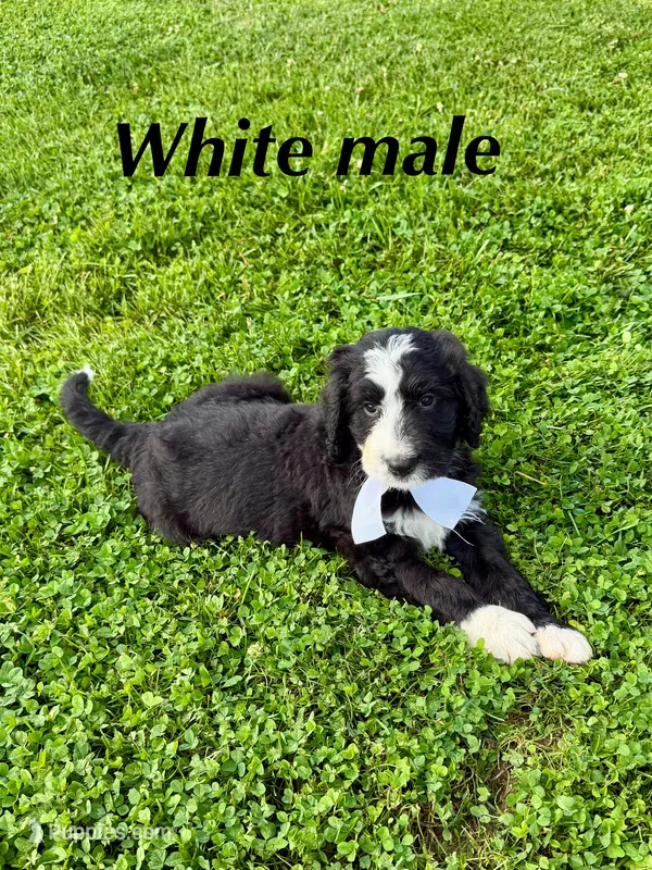White male – Bernedoodle puppy for sale in Spencer, IN