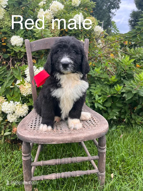 Red male – Bernedoodle puppy for sale in Spencer, IN
