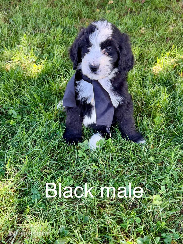 Black male – Bernedoodle puppy for sale in Spencer, IN