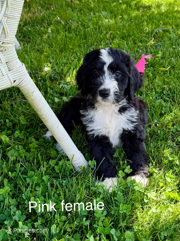 Pink female – Bernedoodle puppy for sale in Spencer, IN