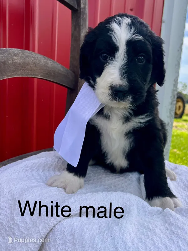 White male – Bernedoodle puppy for sale in Spencer, IN