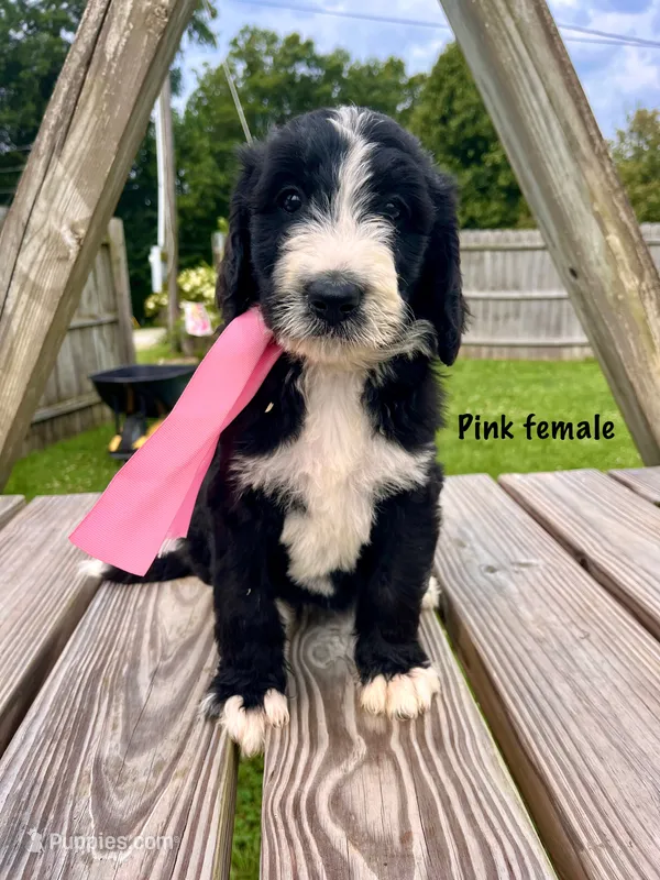 Pink female – Bernedoodle puppy for sale in Spencer, IN