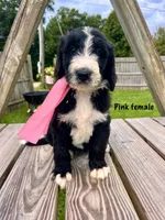 Pink female, a female Bernedoodle for sale in Spencer, IN – 1 of 1