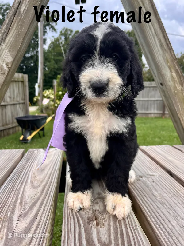 Violet female – Bernedoodle puppy for sale in Spencer, IN