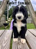 Violet female, a female Bernedoodle for sale in Spencer, IN – 1 of 1