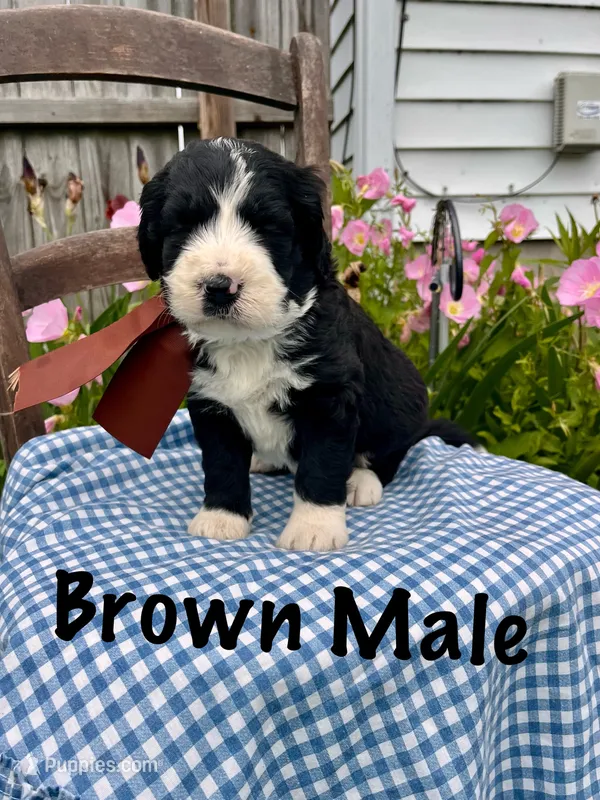 Brown male – Bernedoodle puppy for sale in Spencer, IN