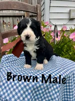 Brown male, a male Bernedoodle for sale in Spencer, IN – 1 of 1