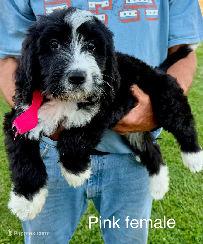 Pink female – Bernedoodle puppy for sale in Spencer, IN