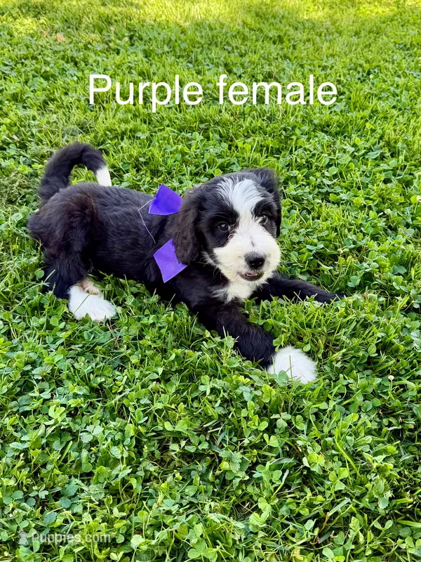 Purple female – Bernedoodle puppy for sale in Spencer, IN