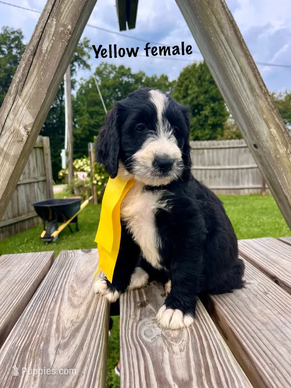 Yellow female – Bernedoodle puppy for sale in Spencer, IN