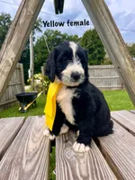 Yellow female, a female Bernedoodle for sale in Spencer, IN – 1 of 1