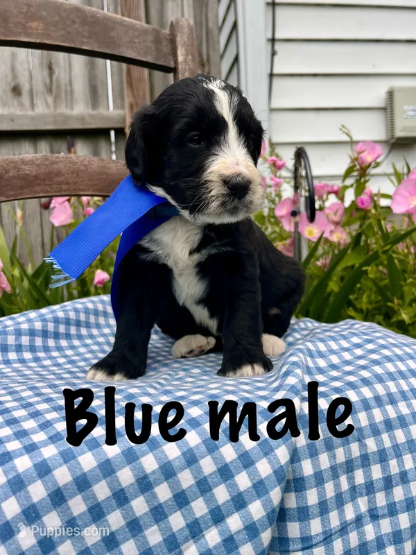 Blue male – Bernedoodle puppy for sale in Spencer, IN