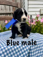Blue male, a male Bernedoodle for sale in Spencer, IN – 1 of 1