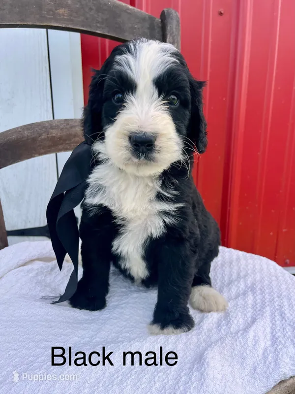Black male – Bernedoodle puppy for sale in Spencer, IN