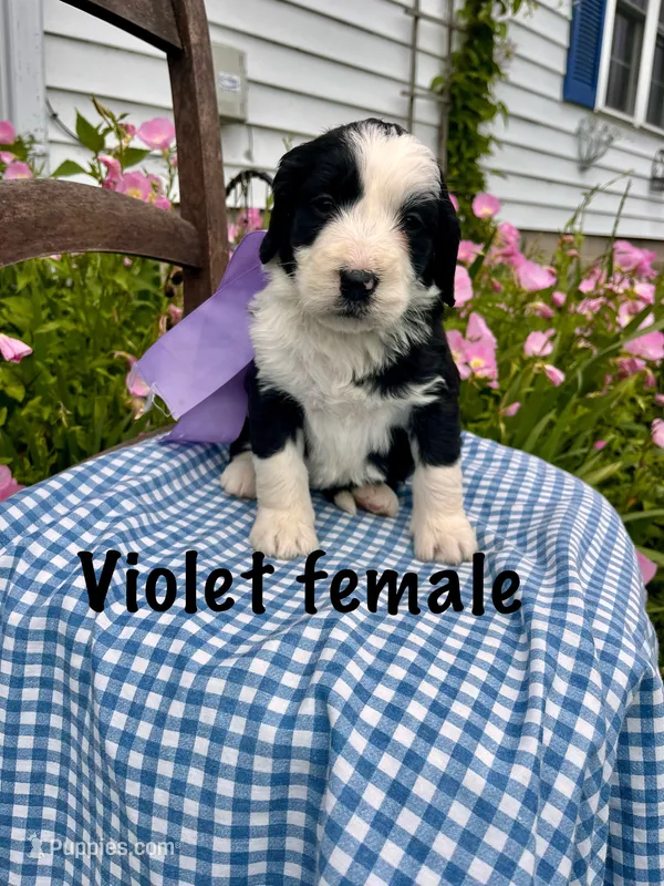 Violet female – Bernedoodle puppy for sale in Spencer, IN