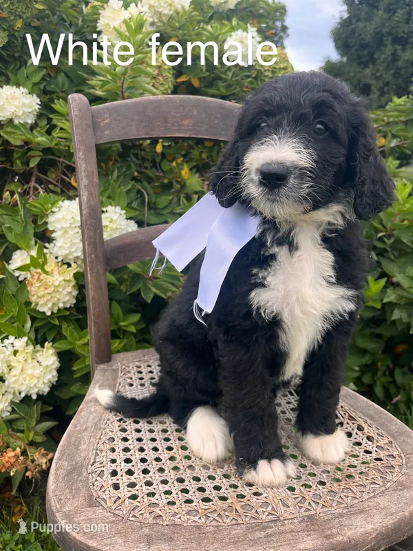 White female – Bernedoodle puppy for sale in Spencer, IN
