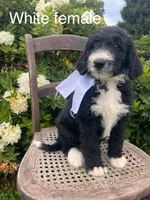 White female, a female Bernedoodle for sale in Spencer, IN – 1 of 1