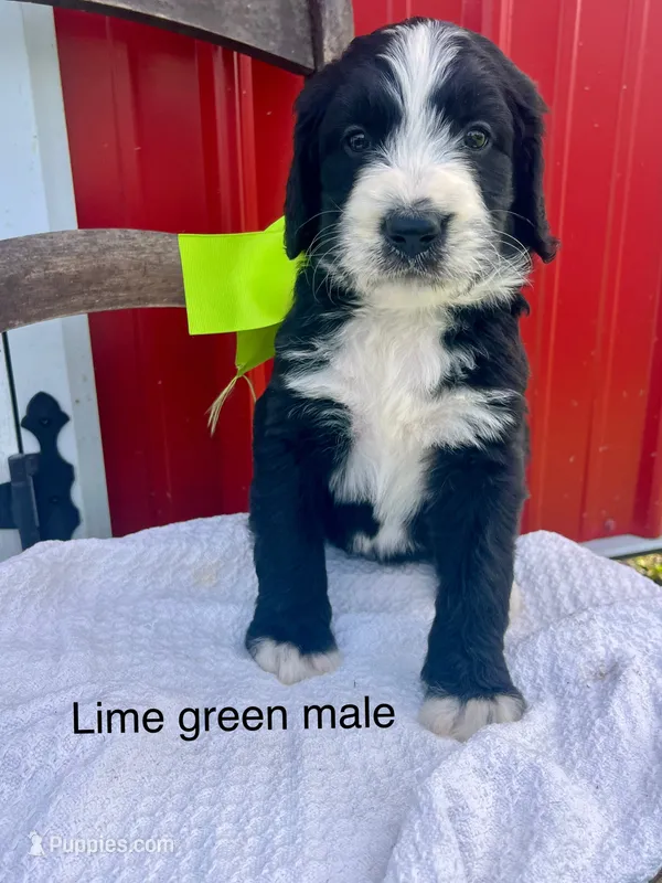 Lime green male – Bernedoodle puppy for sale in Spencer, IN