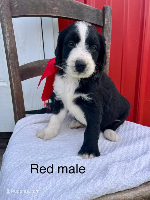Red male – Bernedoodle puppy for sale in Spencer, IN