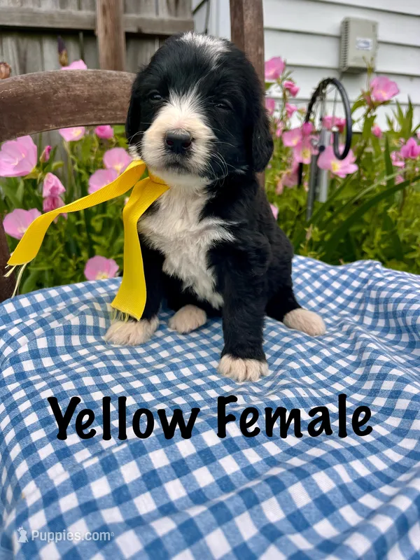 Yellow female – Bernedoodle puppy for sale in Spencer, IN