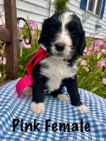 Pink female, a female Bernedoodle for sale in Spencer, IN – 1 of 1