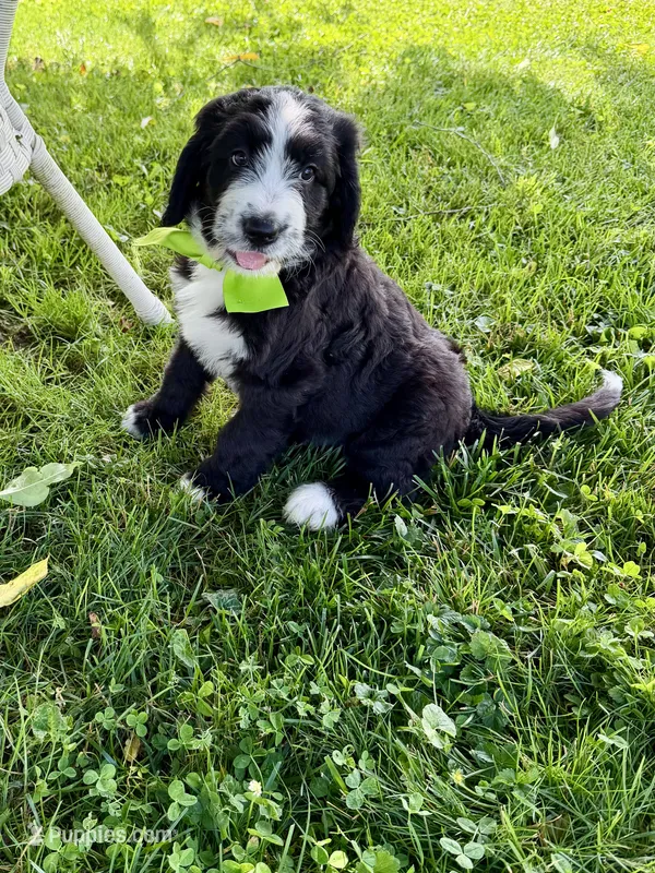 Lime green male – Bernedoodle puppy for sale in Spencer, IN