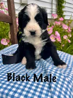 Black male, a male Bernedoodle for sale in Spencer, IN – 1 of 1