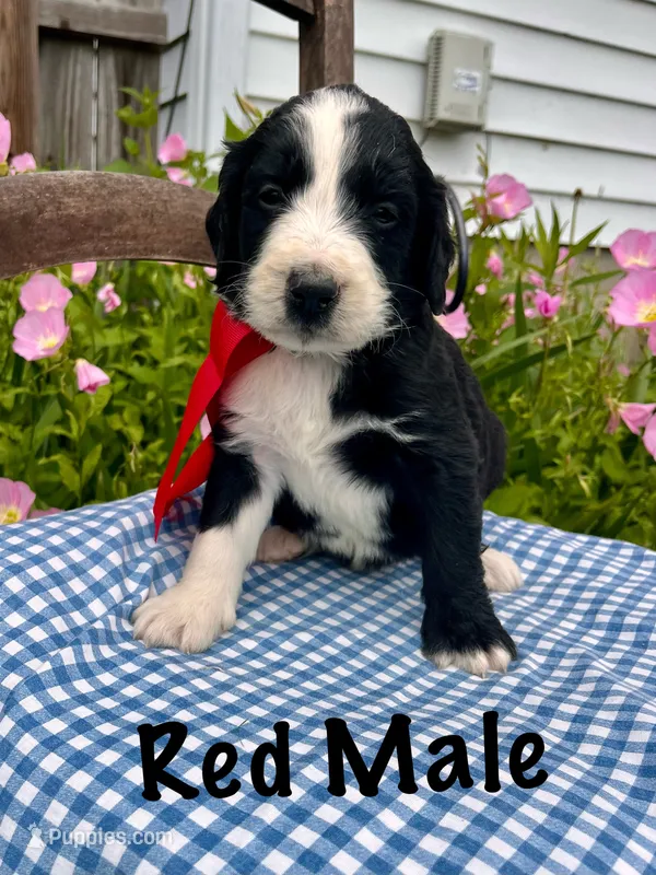 Red male – Bernedoodle puppy for sale in Spencer, IN