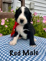 Red male, a male Bernedoodle for sale in Spencer, IN – 1 of 1