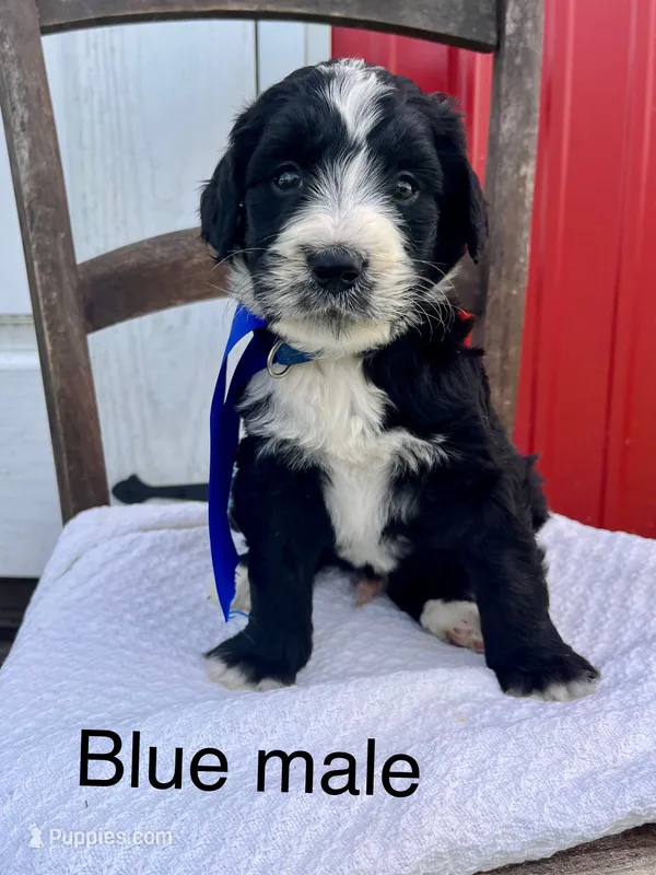 Blue male – Bernedoodle puppy for sale in Spencer, IN