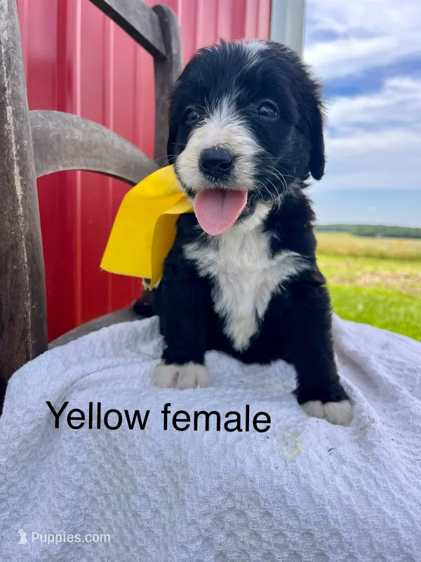 Yellow female – Bernedoodle puppy for sale in Spencer, IN
