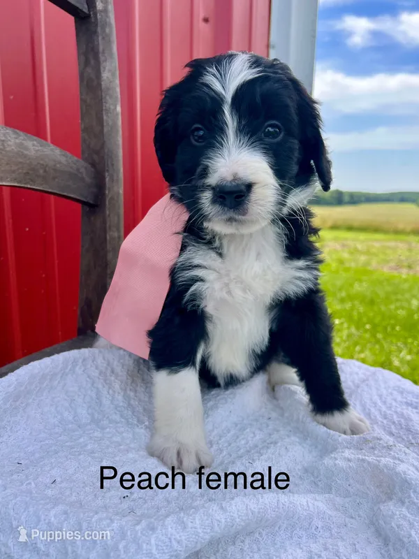 Peach female – Bernedoodle puppy for sale in Spencer, IN