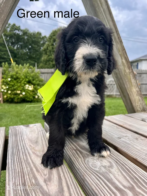 Green male – Bernedoodle puppy for sale in Spencer, IN