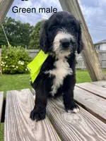 Green male, a male Bernedoodle for sale in Spencer, IN – 1 of 1