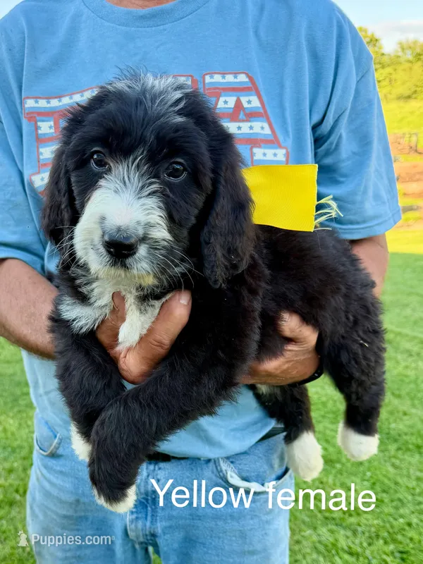 Yellow female – Bernedoodle puppy for sale in Spencer, IN