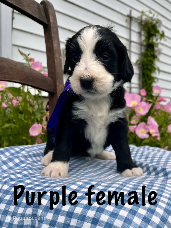 Purple female – Bernedoodle puppy for sale in Spencer, IN