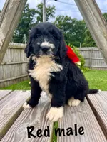 Red male, a male Bernedoodle for sale in Spencer, IN – 1 of 1