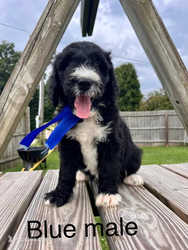 Blue male – Bernedoodle puppy for sale in Spencer, IN