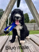 Blue male, a male Bernedoodle for sale in Spencer, IN – 1 of 1