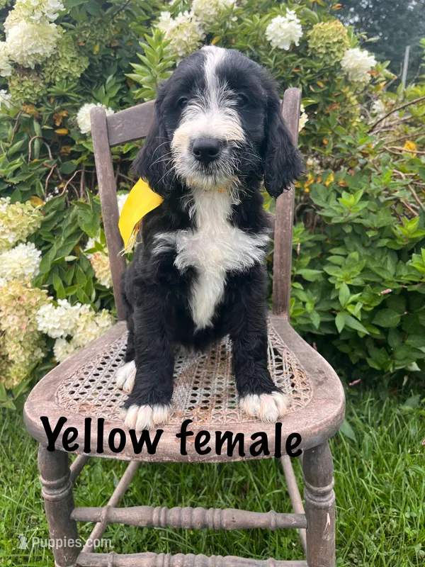 Yellow female – Bernedoodle puppy for sale in Spencer, IN