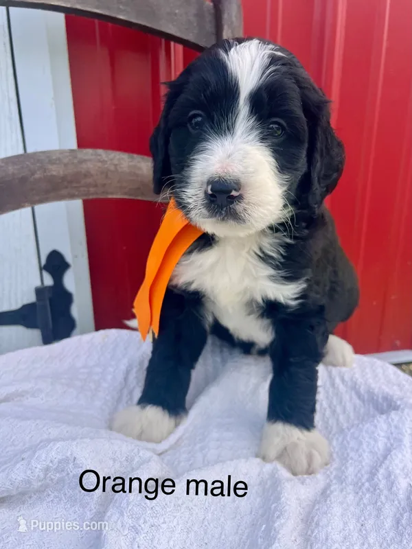 Orange male – Bernedoodle puppy for sale in Spencer, IN